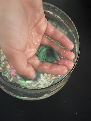 betta balıq: Betta (Petuşok balığı), Sülhsevər — 4