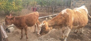 inək neçə aya doğur: 18 l süd verən maldı özüdə təzə kəlyə gəlib yaxşı yem versən artığ da — 3