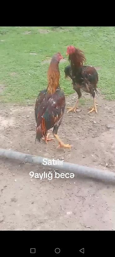 Toyuqlar: 9 aylığ becə satılır super becədi barter var itlə telfonla velasbetlə — 2