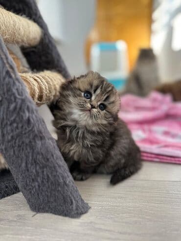 pişiklərin satışı: Şotland yastı qulaq, Erkək, Dişi — 5