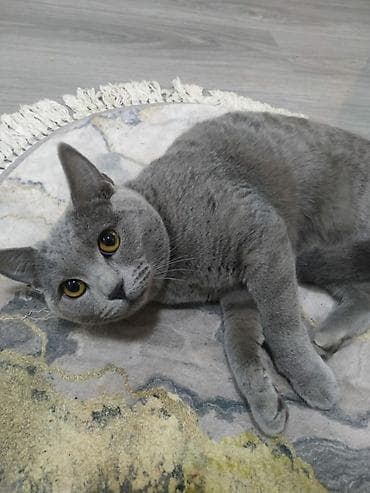 azəri pişik adları: Britan, Dişi — 3