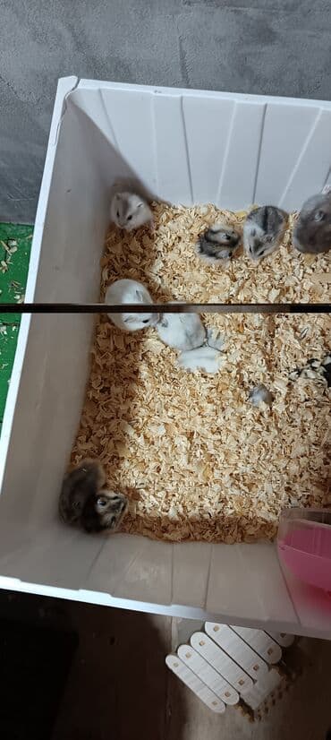 щенок в хорошие руки: Cunqariklər pulsuz sahibləndirirlər kim hansın isdəyirsə pulsuzdu — 2