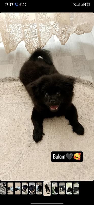 - Növ: Kiçik ölçülü dekorativ it (qara tüklü) - Xarakter: oynaq