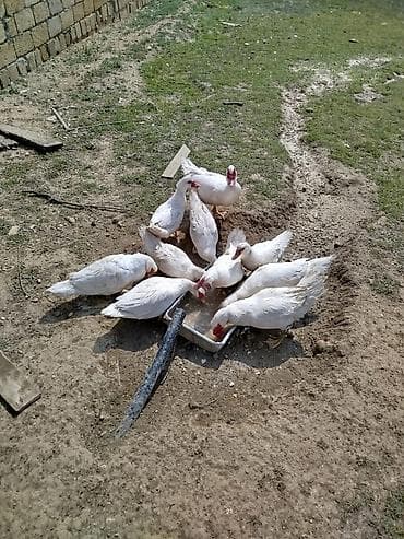 rengli quslar: Ağ rəngli muskovi ördəkləri (indo-ördəklər) – təsərrüfat üçün — 3