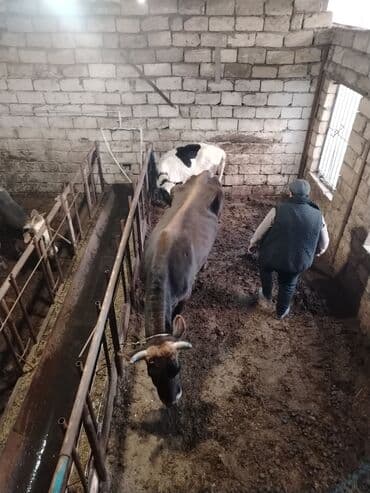 Gəmiricilər: Dişi, il: 2, 600 kq, Damazlıq — 3