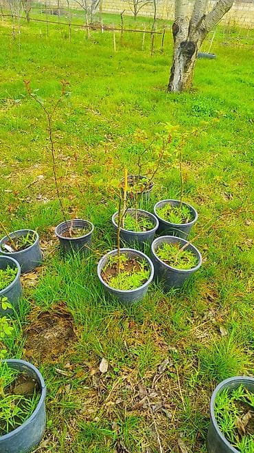 ev gulleri ve adları: Flammentanz sarmaşıq qızılgül sortu - Növ: Sarmaşıq (climbing) — 3