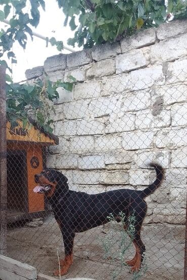 Rotveyler, 11 ay, Erkek, Sənədli, Ünvandan götürmə