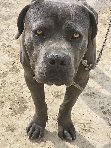 it balası: Kane-Korso — 2