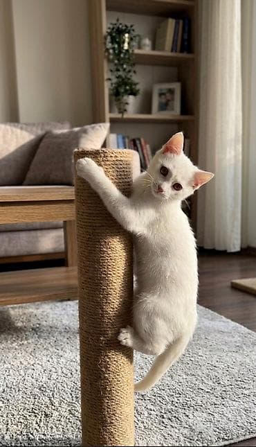 pet pec: Türk anqora, Erkək, Yaxşı əllərə — 1