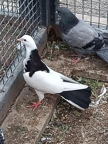 goyərcinlər: Mayadır hazırda bala üstündədir. Əsas odu balalı quşun paxotkası — 1