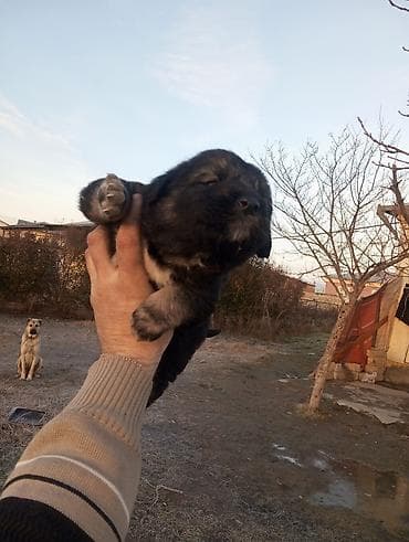 Gəmiricilər: Peyvəndli — 1