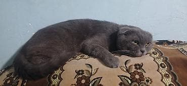 cucelerin satisi: Şotland yastı qulaq — 5