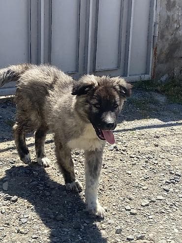 itlerin alisi: Qafqaz çoban iti, 3 ay, Erkek, Peyvəndli, Ünvandan götürmə — 5