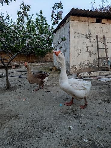 Qazlar – cütlük - Fotoşəkildə göstərilən iki ev qazı - Ağ rəngli və