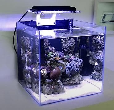 Quşlar: ZETLIGHT ZA1201-WiFi akvarium LED işıqlandırma sistemi - Güc: 19W - — 4