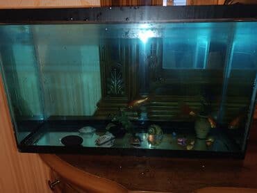 balıq qurdu: Eni20 sm hündürlüyü30sm uzunluğu 50sm - Avadanlıq: AP-200 model — 1