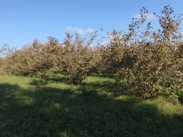 mağazalar üçün obyektlərin icarəsi: 100 sot, Kənd təsərrüfatı, Mülkiyyətçi, Kupça (Çıxarış) — 2