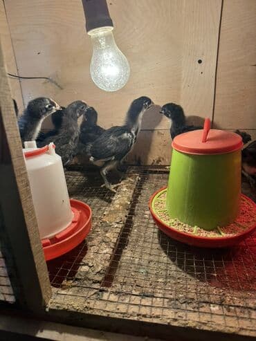 cuce setkasi: Toyuq cücələri, Ətlik — 3