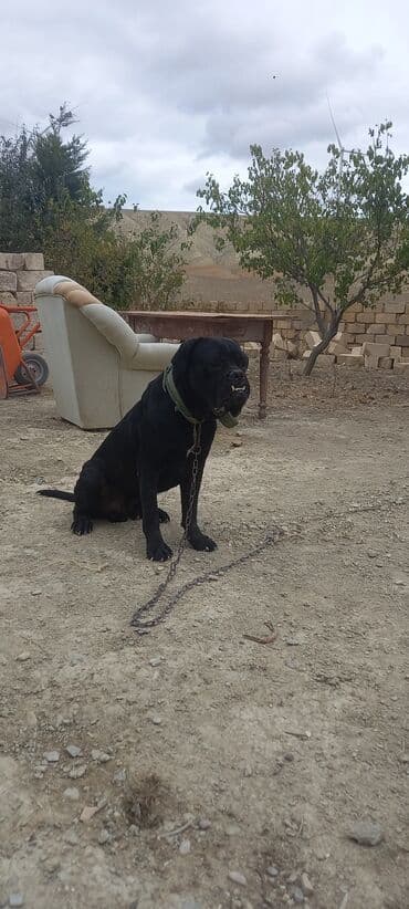 itler ucun: Kane-Korso, Erkek — 1