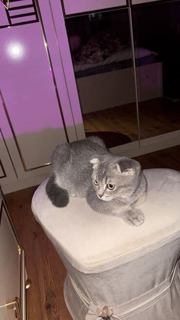 at satisi azerbaycan: Şotland yastı qulaq, Yaxşı əllərə — 1