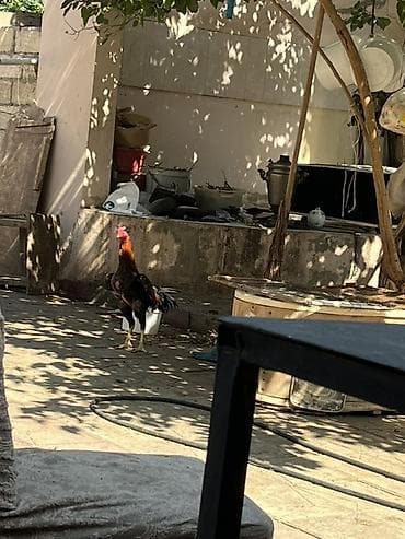 bala itlerin satisi: Xoruz, il: 2, Ünvandan götürmə, Ödənişli çatdırılma — 3
