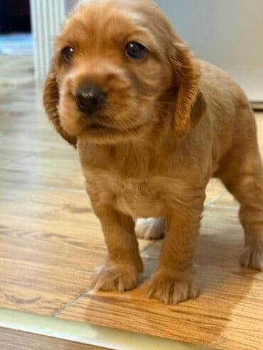 cocker: Koker spaniyel — 1