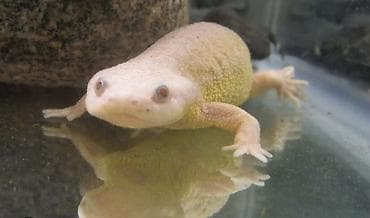 Аквариумные аксессуары и принадлежности: Albino Afrika cırtdan qurbağası (Hymenochirus) – akvarium üçün nadir — 3