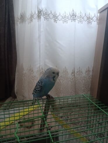 pişik adları erkek: Məhsul: Dalğalı tutuquşu (budağı/əlin üstündə durmağa öyrəşmiş) — 6