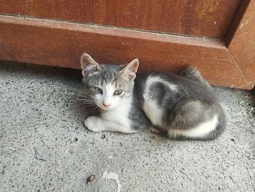 erkey pisik adlari: Dişi, Yaxşı əllərə, Ünvandan götürmə — 2