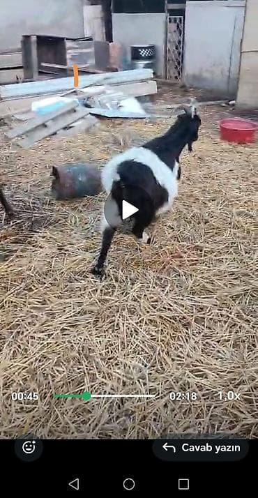 Akvariumlar: Salam qoyun yani balali 3 gündür dogub birinci balasidir saglam aktiv — 8