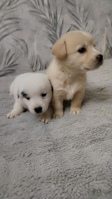 i̇t balası: Balaca it balaları – sevimli ev dostları - Cins: qarışıq (kiçik — 2