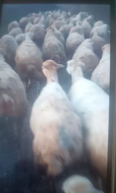 Qoyun sürüsü — ət və damazlıq məqsədli Məhsul təsviri: - Şəkildə iri