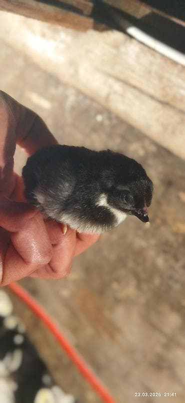 mal qara satisi: 🟠Australorp toyuqlarının günlük cücəsi satılır. Təmiz qan qısa quyruq — 2