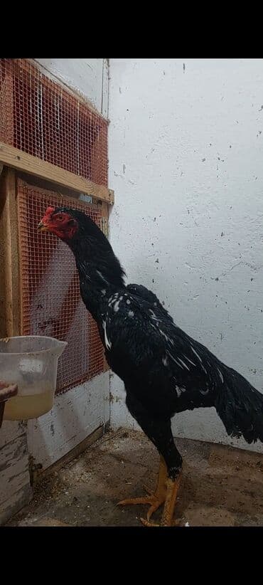 Коровы, быки: O shamo Safqan döyüş tipli xoruz (uzunboyun, qara lələklər üzərində ağ — 1