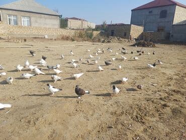 pavlin goyərcin: Məhsul: Göyərçin sürüsü Təsvir: - Şəkillərdə müxtəlif rəng və — 2