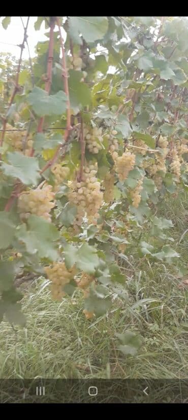 Çəngəllər: Üzüm bağı – ağ şərablıq/şirəlik sort Qazax Rayonu Hüseyinbəyli kəndi — 5