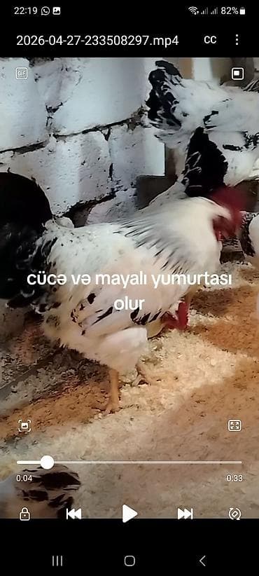 bala xaski: Toyuq, Damazlıq — 2