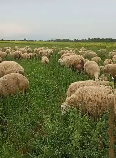 Gəmiricilər: Sürülü qoç-qoyun təsərrüfatı üçün çoxsaylı bala verən ana qoyunlar — 3