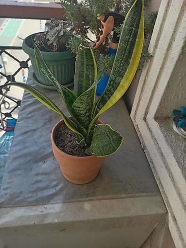 golden sinsilla: Sansevieriya (qayınana dili) dibçək bitkisi. 1 ədəd 10 AZN — 2