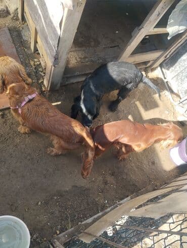 pitbul itleri: İrland Setter cinsi itlər koker spangel erkək bir yaş barterdə var — 4