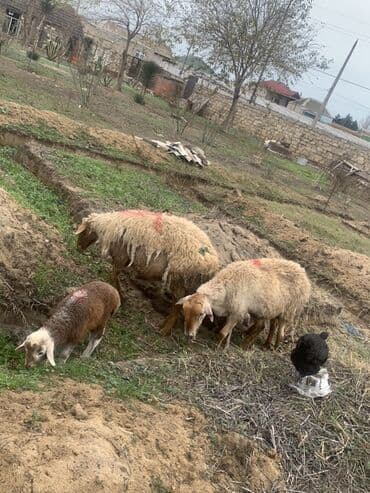 Аквариумы: Ana Bala qoyunlar satılır — 2