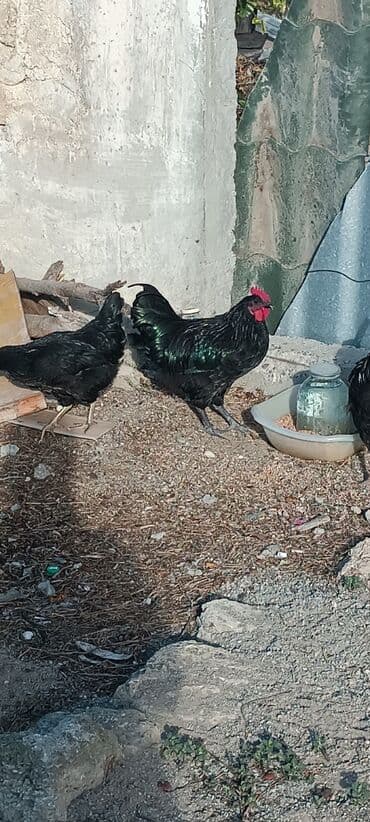dovwan satiwi: Australorp Qara rəngli xoruz 6 ayliq 2 eded xoruz satilir - — 6
