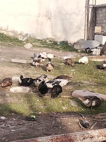 Akvariumlar: Salam Aleykum ördek sürüsünü kom alan olsa sonu 10 Manatnan verecem — 4