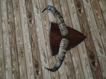 dana qiyməti siyəzən: Savetden qalma buynuz divardan asmaq üçün babamdan qalıb qiymet 250 — 3