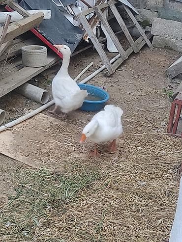 bakida qus satisi: Iki ededi qiymet iksine. aiidi. cutu 60 m iksde. diwidi — 4