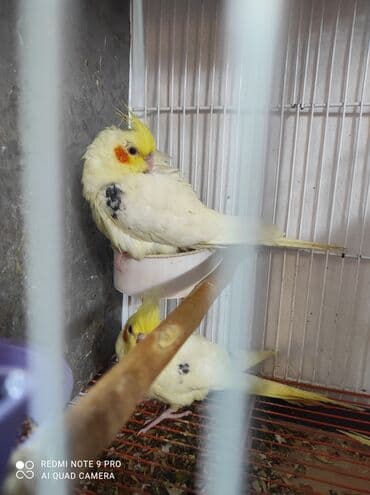 Akvariumlar: Nymph parakitləri (cockatiel) – müxtəlif rəng mutasiyaları ilə - — 8