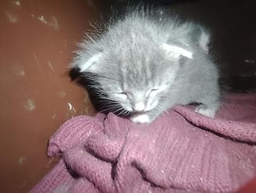 Digər heyvanlar: Erkək, Dişi, Yaxşı əllərə — 2