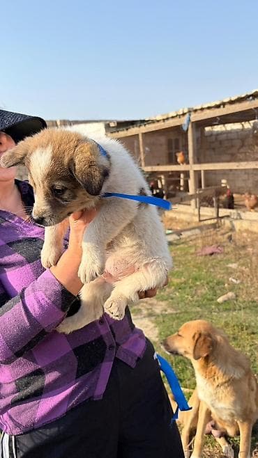 Balaca it balaları – gözəl rəng çalarları və möhkəm bədən quruluşu lalafo.az -da Balaca it balaları – gözəl rəng çalarları və möhkəm bədən quruluşu