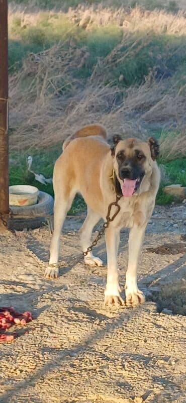 золотистый ретривер бишкек: Гурдбасар, 2 года, Самка, С прививками, Платная доставка — 3