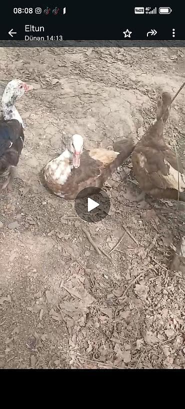 mal bazari 2020: 1erkek 1dişi qaz 1eded 30m son qiymet. 7dişi 1xoruz lal ördek. Erkek — 6